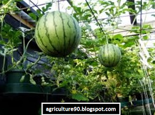 "watermelon","watermelon plant","watermelon nutrition"