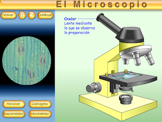 http://recursostic.educacion.es/secundaria/edad/3esobiologia/3quincena5/imagenes/Microscopio.swf