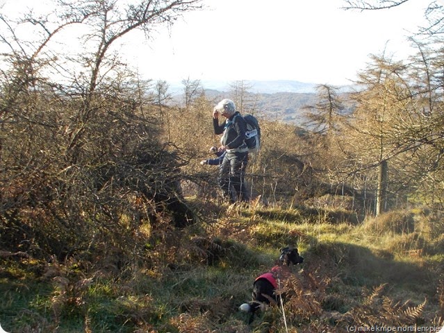 birch fell jungly bit