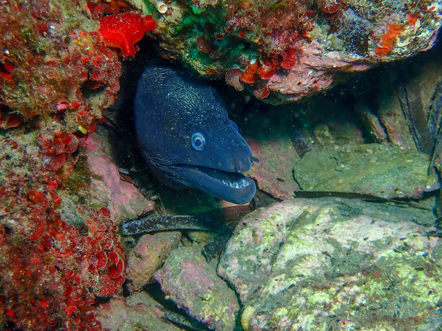 Murène commune - Muraena helena