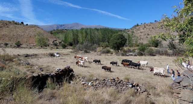 Cortijos,de Jérez del Marquesado