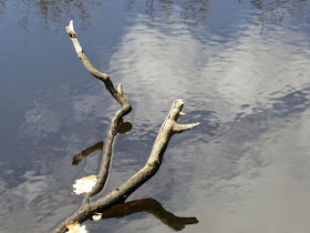 branch in river
