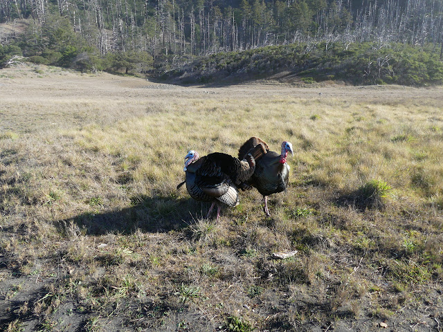 turkeys on display