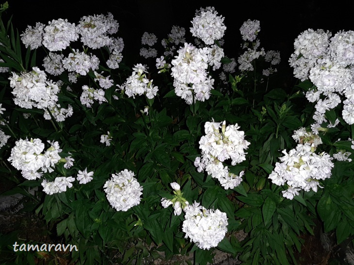 Мыльнянка лекарственная (Saponaria officinalis)