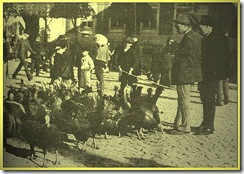 VENDEDOR DE PERUS - 1911 - LISBOA