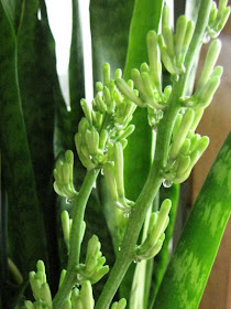 Sansevieria trifasciata