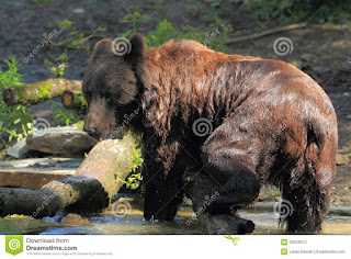   ussuri brown bear, ezo brown bear, japanese black bear, bears in japan map, japanese bear rilakkuma, how did bears get to japan, japanese bear cartoon, siberian tiger kills polar bear, japan bear mascot