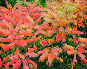 fall sumac shrubs by Jeanne Selep