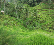 World Heritage Bali Paddy Fields Indonesia