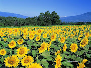 Easterly winds from May 19 to the 21 indicate a dry summer. (sunflowers)