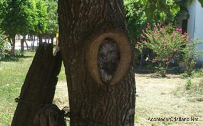 El rostro de "Jesucristo" en un árbol