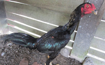 Cara Menggemukan Badan Ayam Bangkok Yang Kurus Dengan Cepat