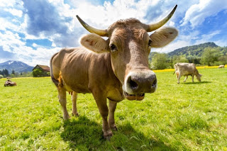 Una vaca pastando en un campo