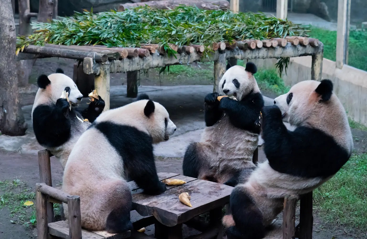4 Pandas sit and eat like humans