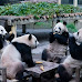 Real or Fake? Pandas Melt Hearts with Human-like Dining Antic