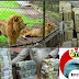 22Million US Dollars Discovered In A Lion's Den At Kano State zoo