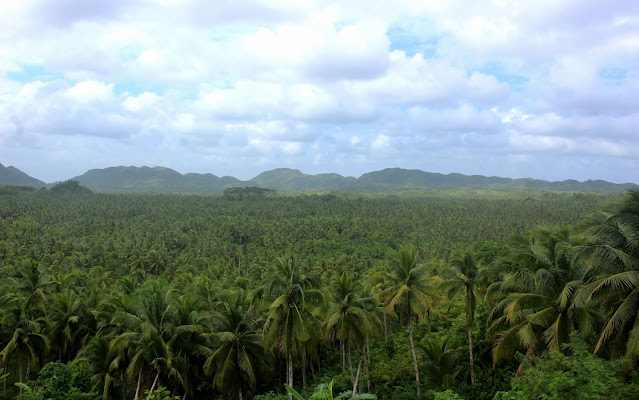 The gorgeous Palm or Coconut Tree Road in Siargao