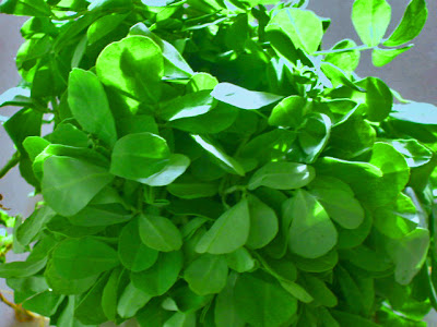 Fresh Fenugreek Leaves