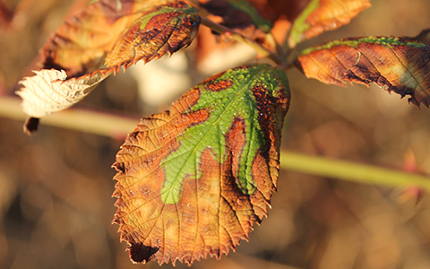 Many plant species are sensitive to juglone