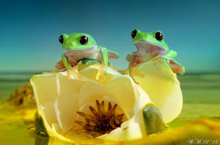 Wil Mijer, ranitas tropicales, tropical frogs, fotografía macro, macro photograpy