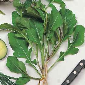 فوائد الجرجير للشعر والبشرة وللرجال Benefits of Watercress