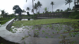 Udang Galah di Bali