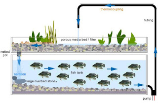 An Easy Way to Make Aquaponics at Home and urban farmers