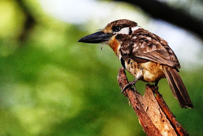 Chacurú canela Hypnelus ruficollis