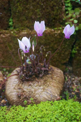 Cyclamen rohlfsianum - Rohlfs's Cyclamen