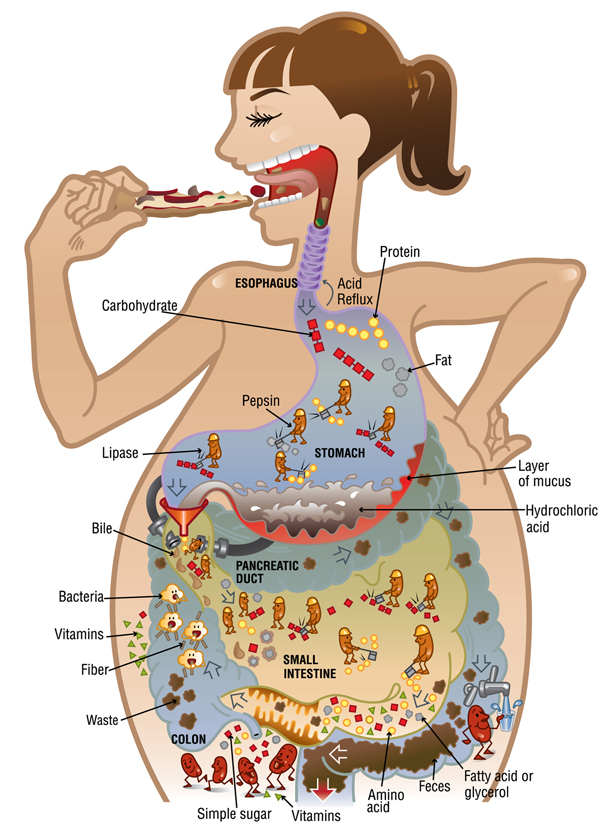 Digestión de los alimentos