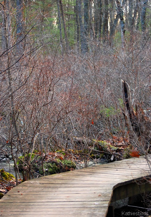 6. Skug river boardwalk-kab