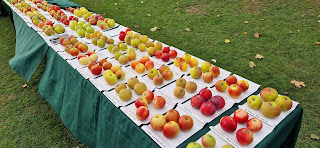 Paul Chilton's display of 119 varieties of apple