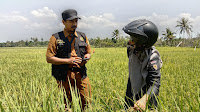 Tidak Gunakan Benih Bersertifikat Padi Petani ini Alami Jamur Cendawan Pyricularia grisea   