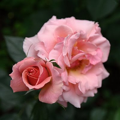 Woman and Rose Optical Illusion