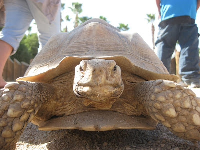 arizona zoo, turtle, petting