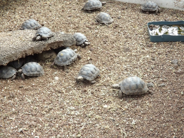 Centro de crianza Fausto Llerena en Isla Santa Cruz, Islas Galápagos