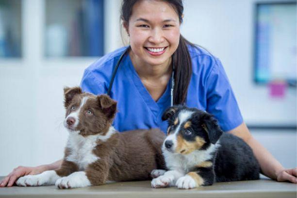 La stérilisation du chien Berger Australien: prix et âge idéal