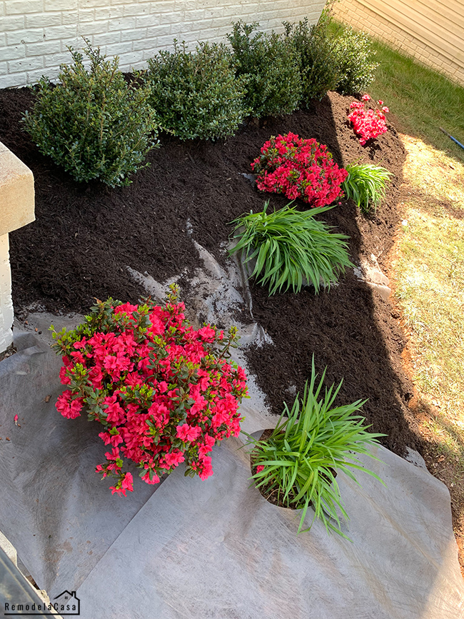 flower bed with holly and azalea bushes lined up with landscape fabric