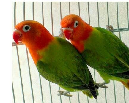 Jenis Lovebird Termahal dan Harganya  Perawatan Burung