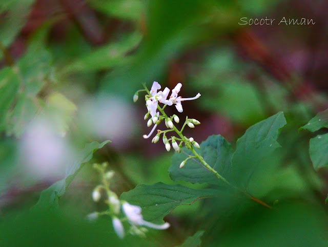 Elliottia paniculata