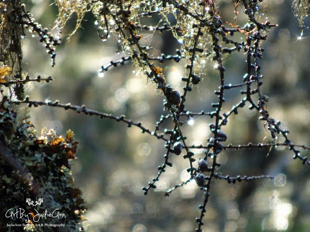 Magical Forest Bokeh Photo