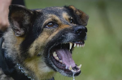Mencegah dan Mengatasi Anjing Rabies: Perlindungan Terhadap Kesehatan dan Keamanan
