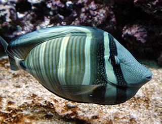 Selecting Marine Or Saltwater Fish