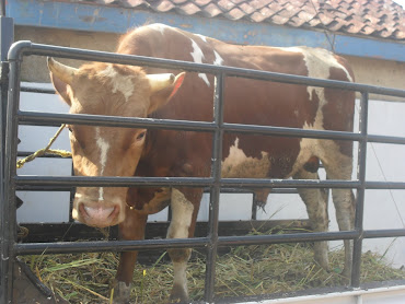 SAPI BERMUTU