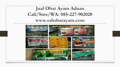 Obat Ayam Jago Berak Hijau, Obat Ayam Jago Biar Berani, Obat Ayam Jago Biar Kuat, Obat Ayam Jago Cacingan, Obat Ayam Jago Gak Mau Makan