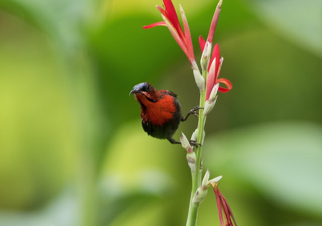 Crimson Sunbird - Singapore Botanic Gardens