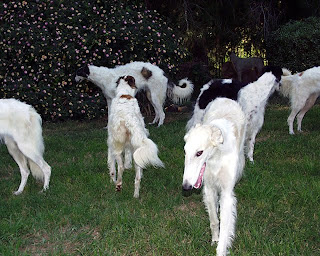 Borzoi Dog Pictures