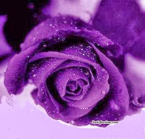 All About Purple Rose