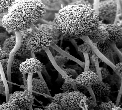 Foto Mikrokop Neurospora sitophila