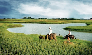 Gambar sawah